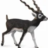 CollectA | Blackbuck (L)