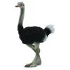 CollectA | Ostrich (L)