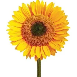 Mrs Greens | Giant Sunflower Growing Kit