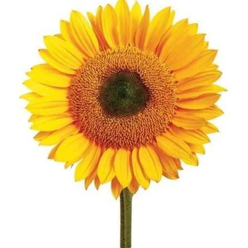 Mrs Greens | Giant Sunflower Growing Kit